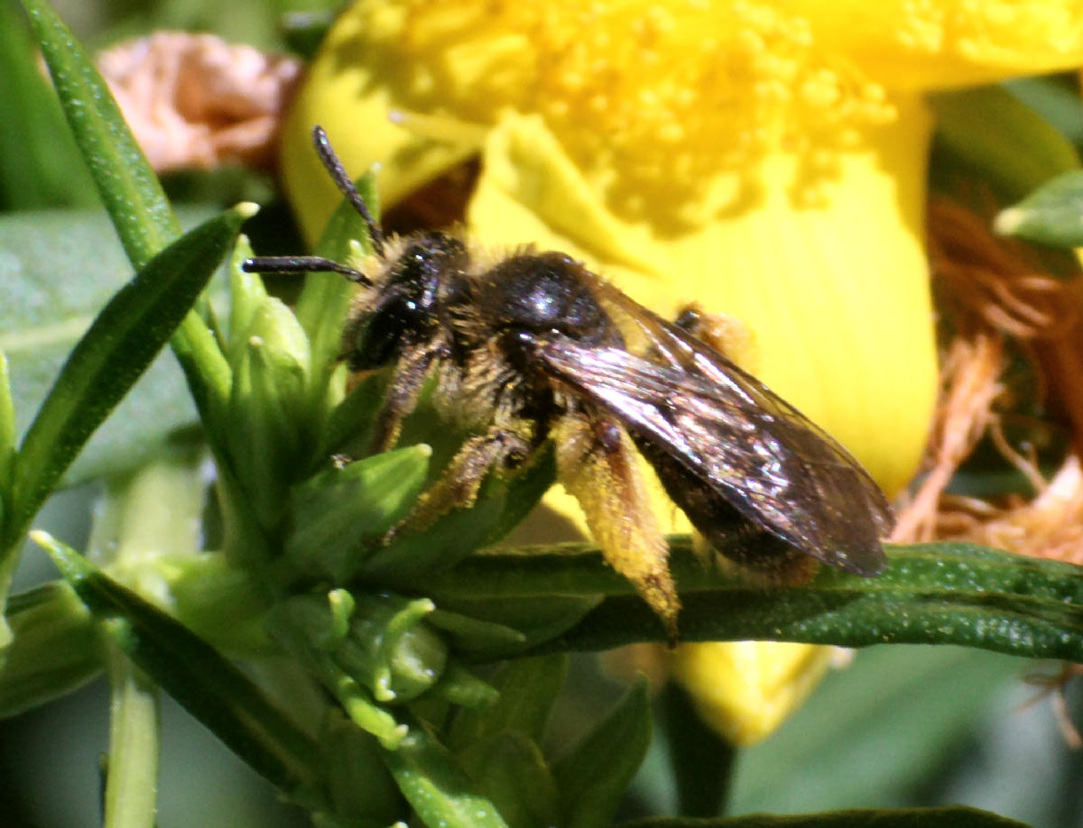 piccolo imenottero da identificare